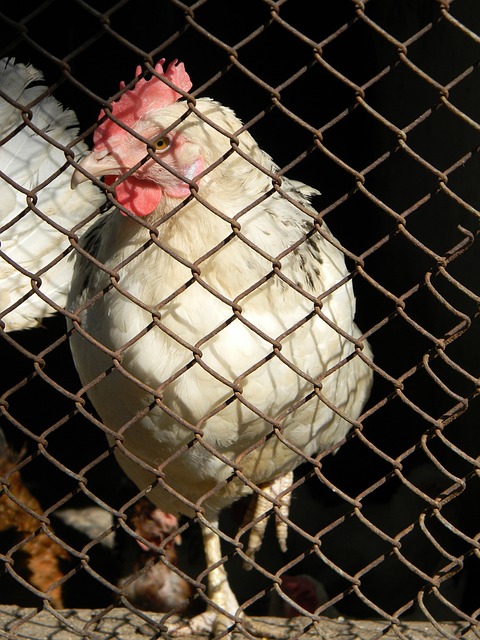 76人队记：庄神右膝扭伤，本场比赛不会回归