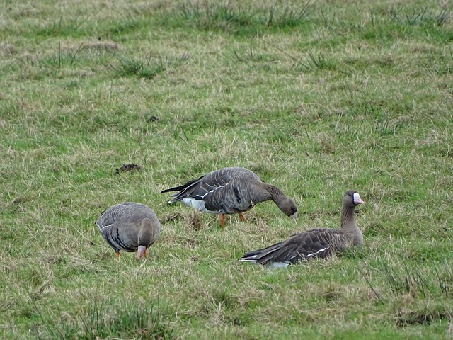 离开俄克拉 离开俄克拉